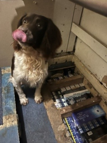 A brown and white spaniel sitting next to a wooden compartment filled with stacked cigarette cartons.