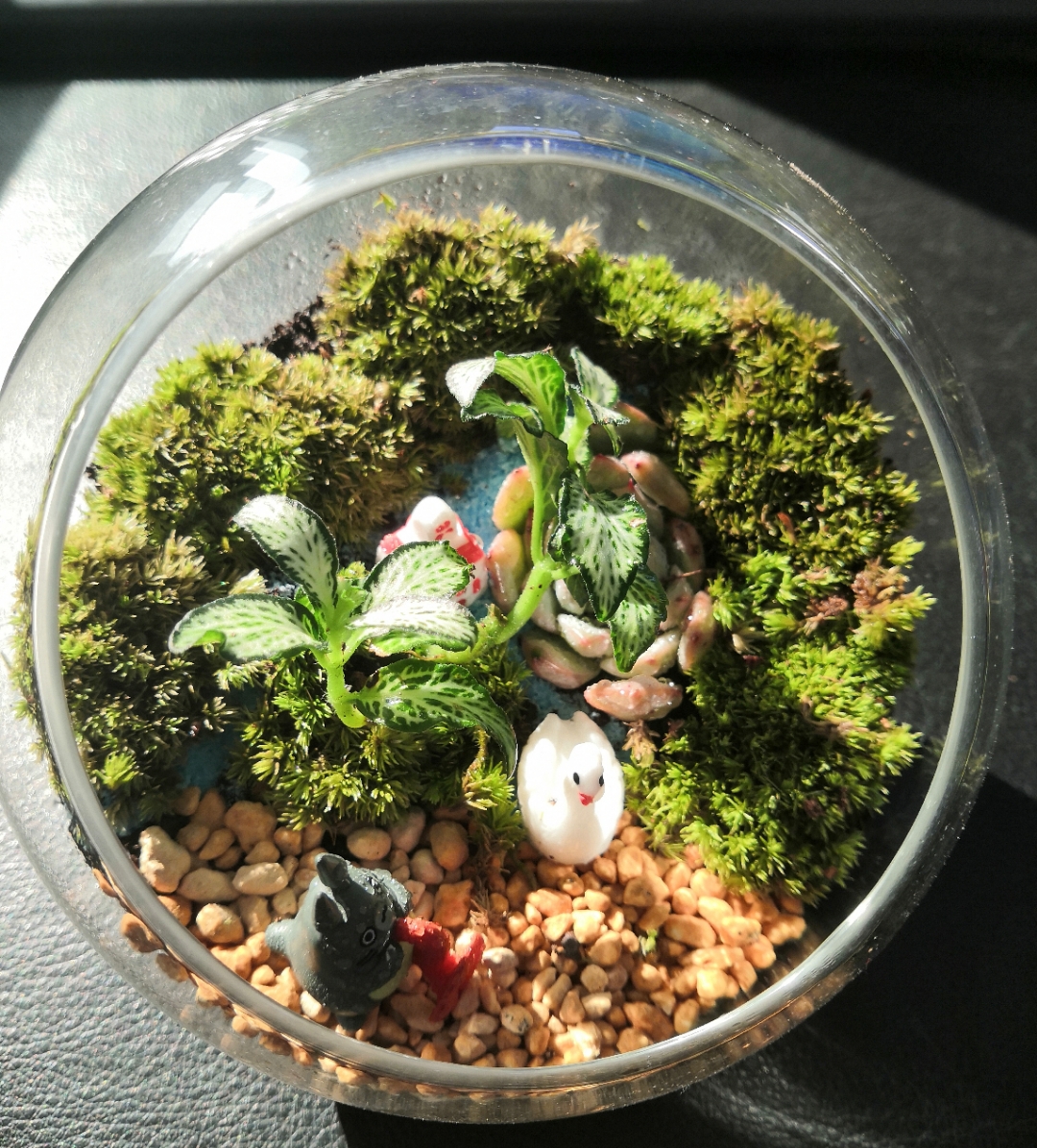 _ba1zakovaaa's tweet photo. Just finished this cute upcycled mason jar succulent planter! No fancy supplies needed, turn old jars into tiny green beauties—DIY magic on a budget! https://t.co/odtV4gcSUD