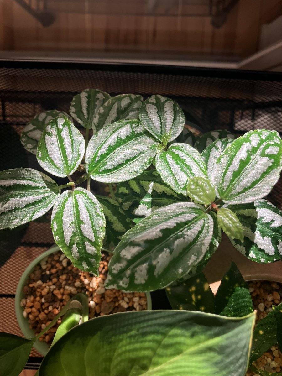 gatu159's tweet photo. 最近の植物 https://t.co/idahzAzTSX
