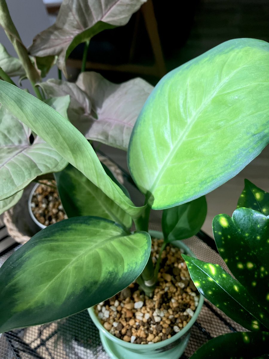 gatu159's tweet photo. 最近の植物 https://t.co/idahzAzTSX