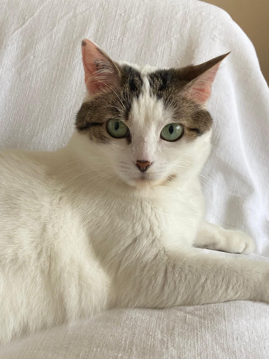 SAZ_katten's tweet photo. Lieve Julie zoekt een gouden mandje! 

Julie’s baasje kwam helaas begin dit jaar te overlijden en Julie verblijft sindsdien bij een pleeggezin. Ondanks de liefde en zorg die ze daar ontvangt, kan Julie niet wennen aan de daar al aanwezige katten. 

Tijd voor een nieuw thuis! ⬇️🧡 https://t.co/DibVIcHEW3