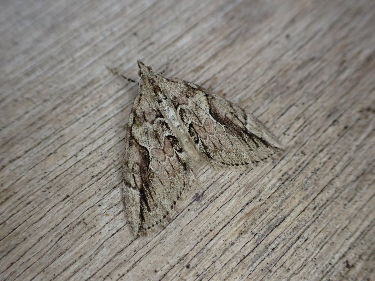 markhows's tweet photo. Over 80 species in the garden trap this morning (VC29) highlight was a very nice four spotted https://t.co/NlsDJIuoNb