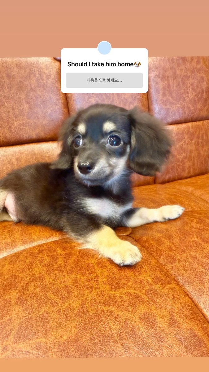 skullskrr's tweet photo. ㅋㅋㅋㅋㅋ 딱봐도 누구네 강아인지 다 알게끔 강아와 주인 이미지가 비슷함 https://t.co/veO2yPT5oE