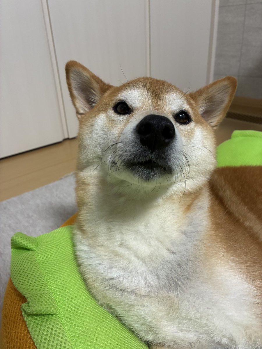 mochishi_ba's tweet photo. https://t.co/CeojgO3mLH