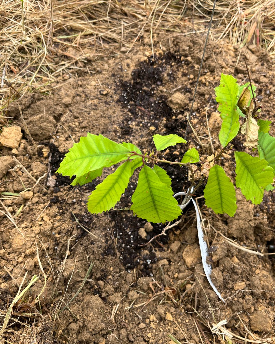 wvdnr's tweet photo. We recently partnered with the Army Corp of Engineers and American Chestnut Foundation to plant 100 chestnut trees at Burnsville Lake WMA. The orchard will help with furthering research and the reestablishment of the American chestnut to the wild. https://t.co/tuk85Gzohy