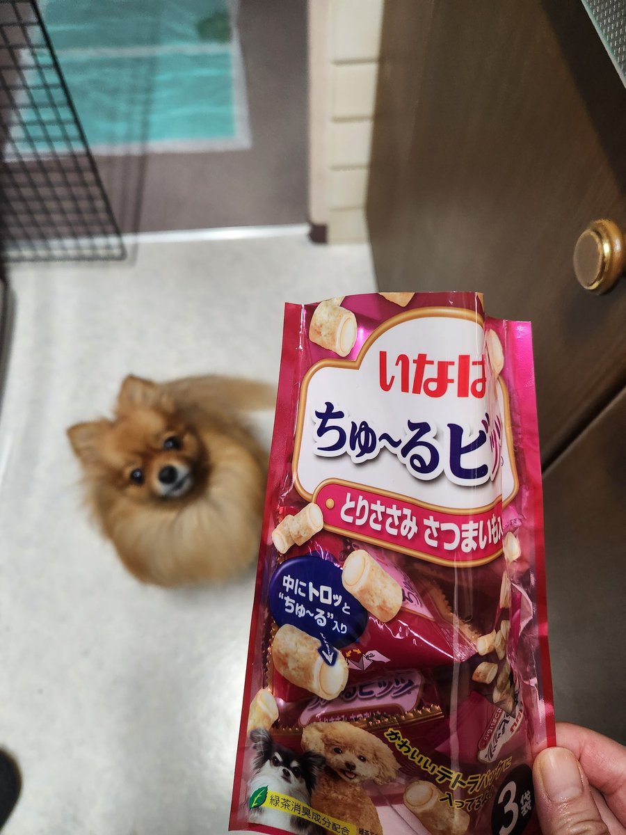 cyokoti's tweet photo. @2aWSHJStCdIrF5D お散歩行けてよかったね🐕️🐕️🎶

コレ買ってきて、なんとか誤魔化して食べて貰いました🤭 https://t.co/vy57qU1e5m