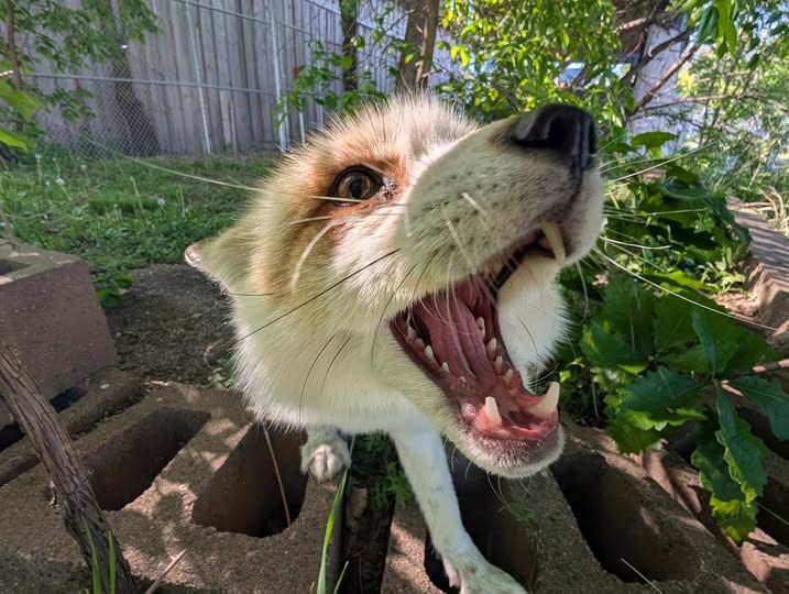 TheFoxLife's tweet photo. https://t.co/McNlJCnGn5