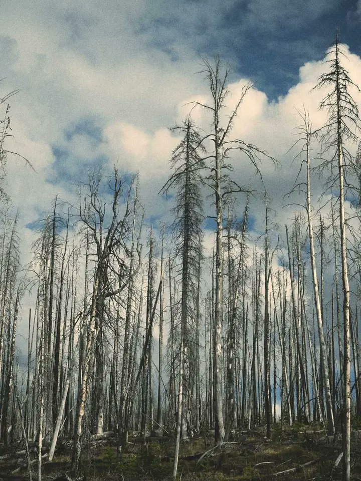 sideyways's tweet photo. 😏Evil-tempered were the forests.😖😩 https://t.co/K1NZkRCAa0