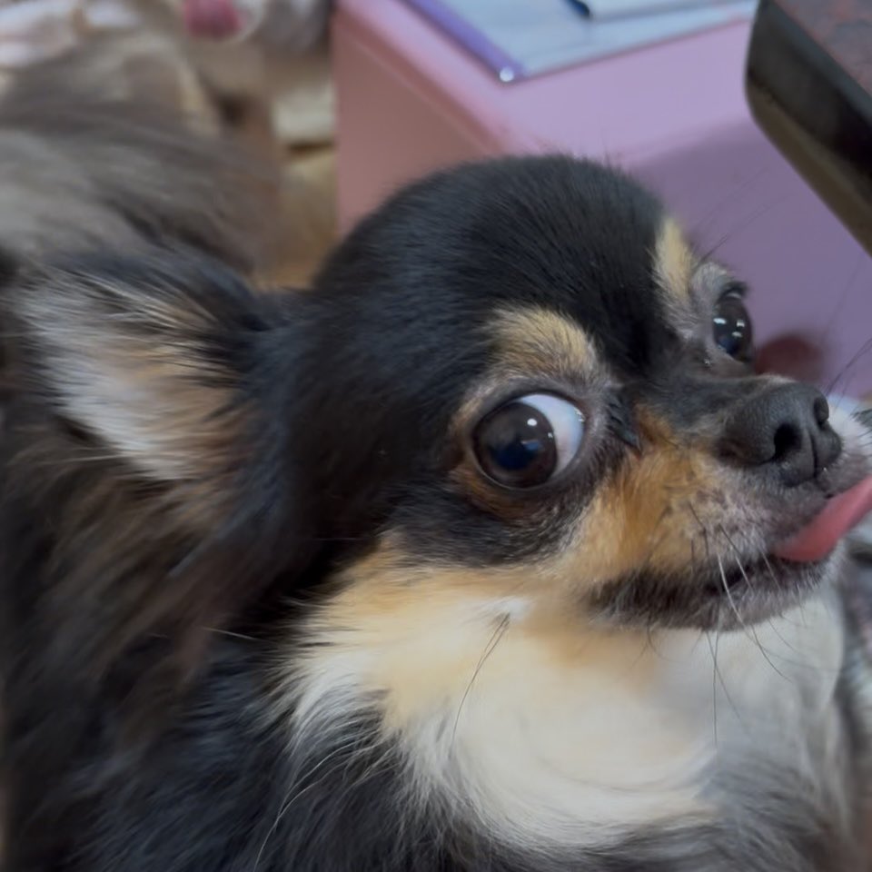 daigorou_1218's tweet photo. ごはんくれ圧がすごい
#チワワ #チワワのいる暮らし #犬のいる幸せ #チワワの大五郎 #ごはんくれ https://t.co/huS6E5jwN7