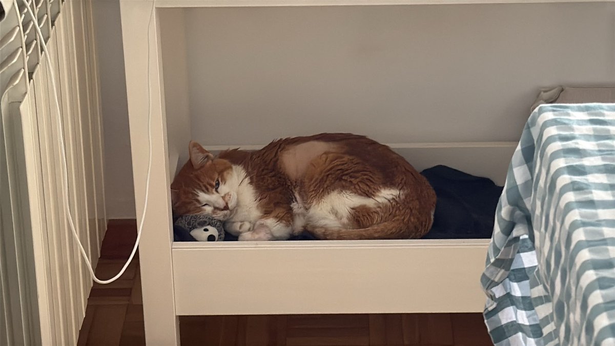 checazzodinick's tweet photo. Vedere la mia gattina che sta per morire è terribile ma sono stata così fortunata a conoscerla 🩷 https://t.co/CIB6oBeaql