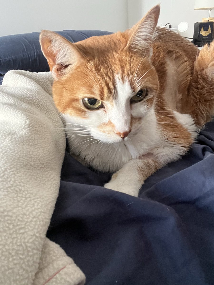 checazzodinick's tweet photo. Vedere la mia gattina che sta per morire è terribile ma sono stata così fortunata a conoscerla 🩷 https://t.co/CIB6oBeaql