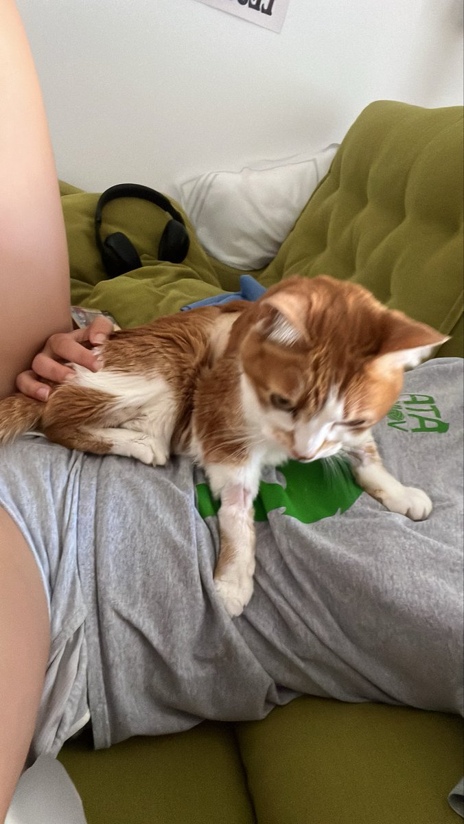 checazzodinick's tweet photo. Vedere la mia gattina che sta per morire è terribile ma sono stata così fortunata a conoscerla 🩷 https://t.co/CIB6oBeaql