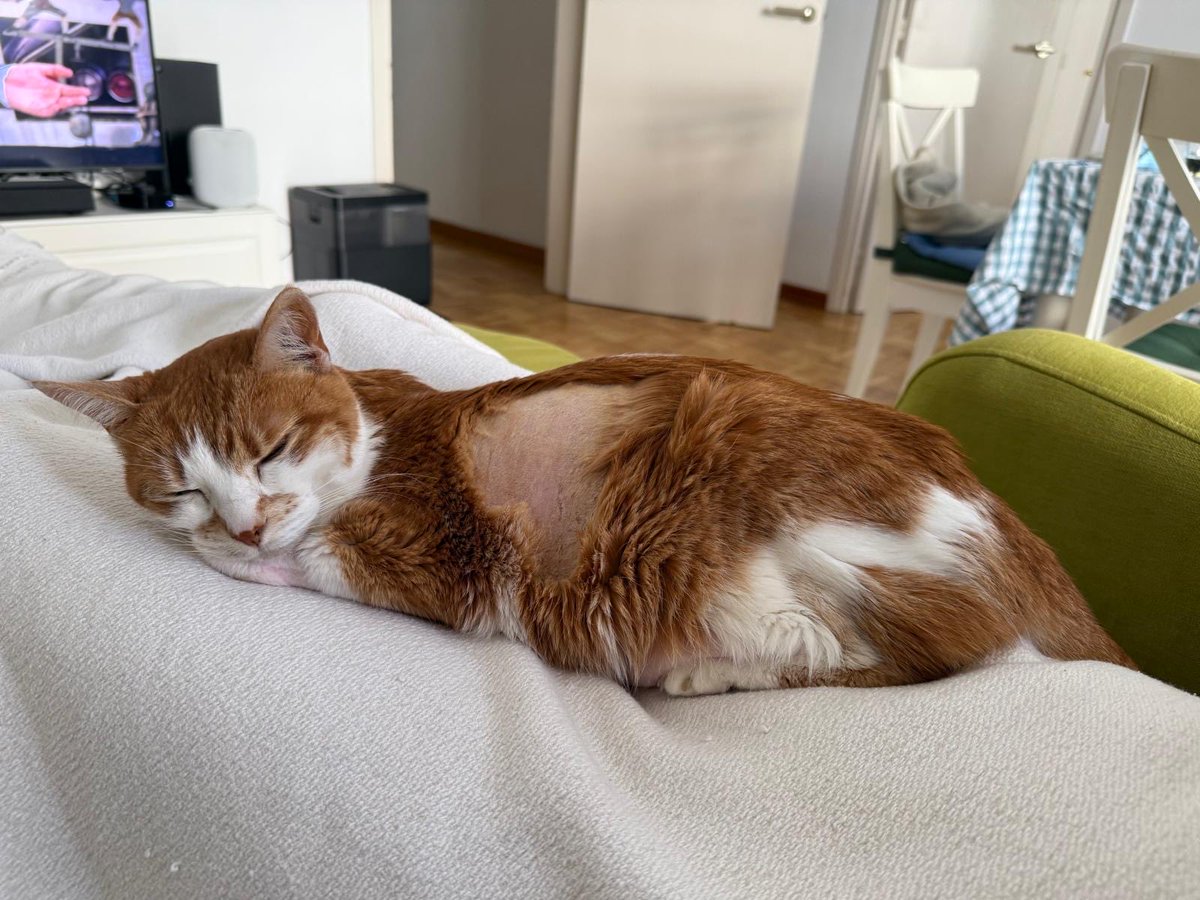 checazzodinick's tweet photo. Vedere la mia gattina che sta per morire è terribile ma sono stata così fortunata a conoscerla 🩷 https://t.co/CIB6oBeaql