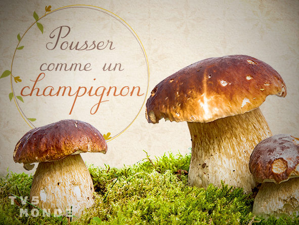 TV5MONDEapac's tweet photo. #Frenchexpression #FLE #Frenchidiom
Literally: To grow up as quick as mushrooms do
Meaning: To crop up all over the place (like mushrooms spouting up very quickly) or to grow up very quickly
🍄 Do you feel like you are growing up too fast? https://t.co/iZms7OjGUy