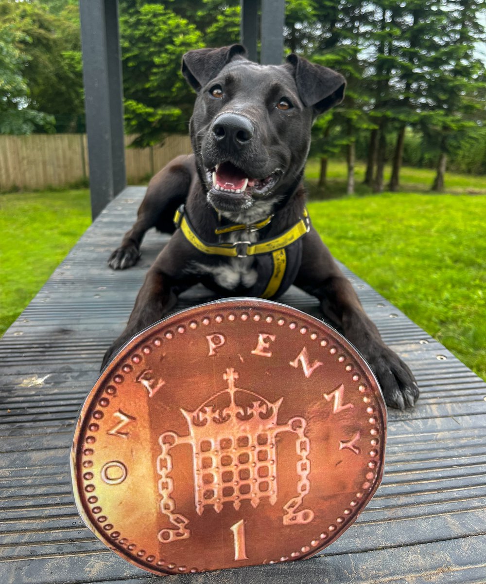 DT_Darlington's tweet photo. Find a Penny, pick her up, and every day you'll have good luck. π
This beautiful girl is still searching for her forever home. Could you be the lucky one to take Penny home? π
#DogsTrust #DogsTrustDarlington #FindAPenny #GoodLuck #Penny https://t.co/wrXDdIbZEw
