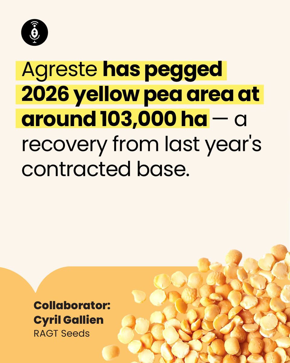 GlobalPulsesGPC's tweet photo. French pulses enter the 2026 harvest campaign on contrasting paths. Yellow peas are facing softer demand, while faba beans continue to benefit from strong yields after a record-supply year.
https://t.co/JnXAjFaK96
#GPC #Pulses #FrenchPeas #FrenchBeans #YellowPeas #FabaBeans https://t.co/vMHiFmw8YK