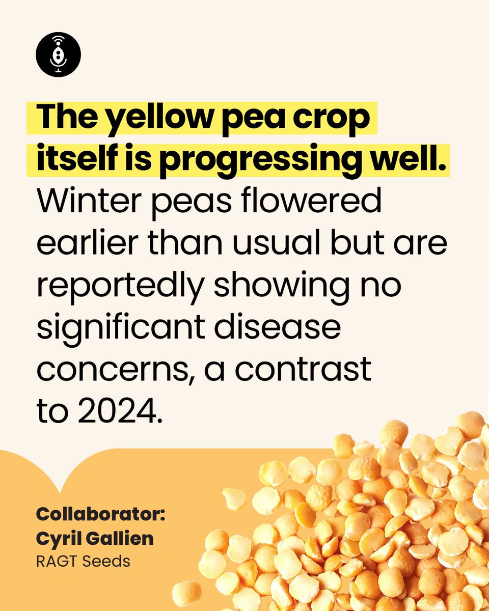 GlobalPulsesGPC's tweet photo. French pulses enter the 2026 harvest campaign on contrasting paths. Yellow peas are facing softer demand, while faba beans continue to benefit from strong yields after a record-supply year.
https://t.co/JnXAjFaK96
#GPC #Pulses #FrenchPeas #FrenchBeans #YellowPeas #FabaBeans https://t.co/vMHiFmw8YK