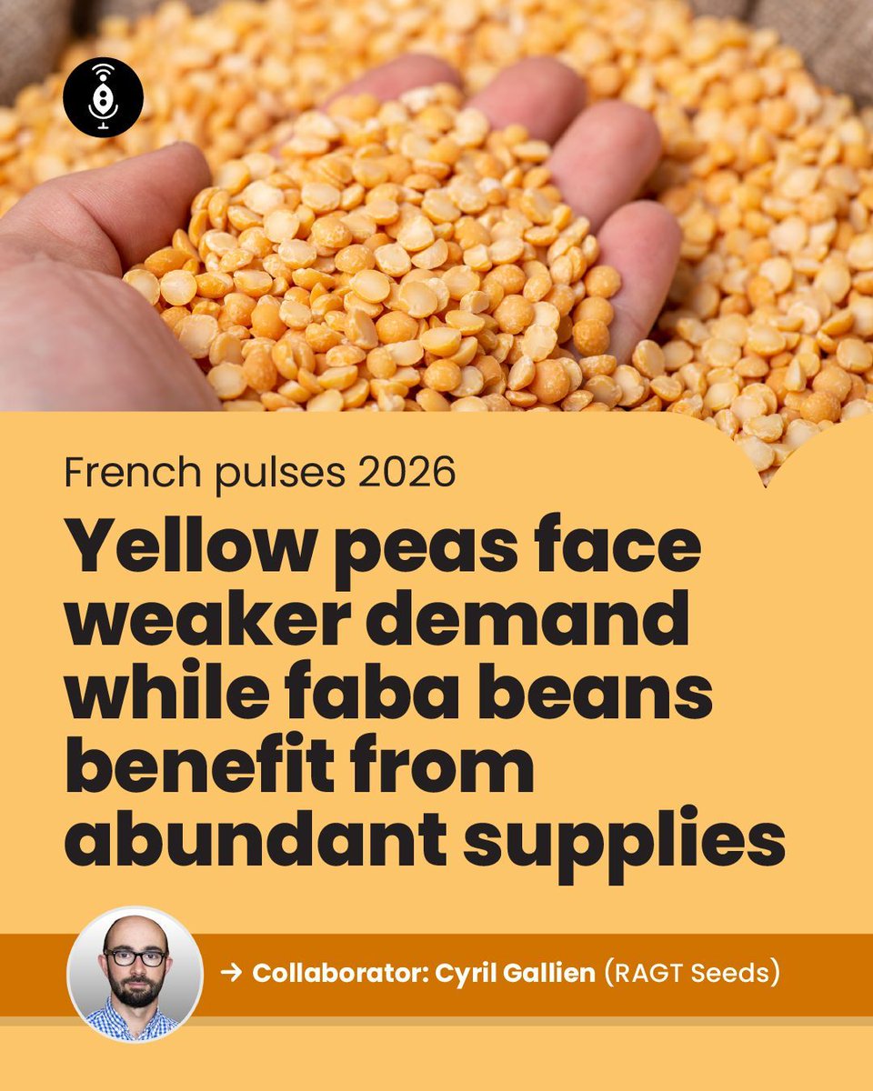 GlobalPulsesGPC's tweet photo. French pulses enter the 2026 harvest campaign on contrasting paths. Yellow peas are facing softer demand, while faba beans continue to benefit from strong yields after a record-supply year.
https://t.co/JnXAjFaK96
#GPC #Pulses #FrenchPeas #FrenchBeans #YellowPeas #FabaBeans https://t.co/vMHiFmw8YK