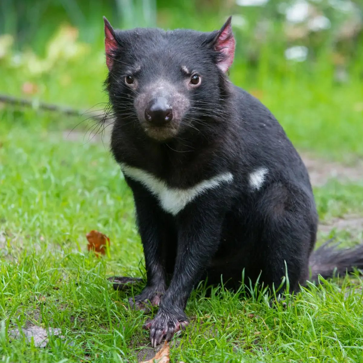 Dexerto's tweet photo. A missing Tasmanian devil called Mary has been found alive after surviving nearly two weeks in the wild, following her escape from a wildlife park

Mary was discovered over a mile away and rushed to a specialist vet after being found in critical condition https://t.co/IXuJZUTUdh