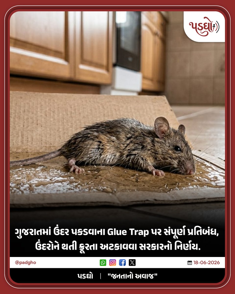 padgho01's tweet photo. ગુજરાતમાં ઉંદર પકડવાના Glue Trap પર સંપૂર્ણ પ્રતિબંધ, ઉંદરોને થતી ક્રૂરતા અટકાવવા સરકારનો નિર્ણય.

#gujarat #breakingnews #gujaratinews #padgho #padghonews https://t.co/tYEn1S4w8y