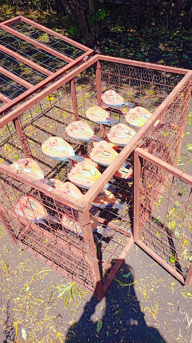 Arnimal2000's tweet photo. Finally, jury rigged a cage for the sun dried Tilapia process #Obambo https://t.co/HWR5mRgMBd