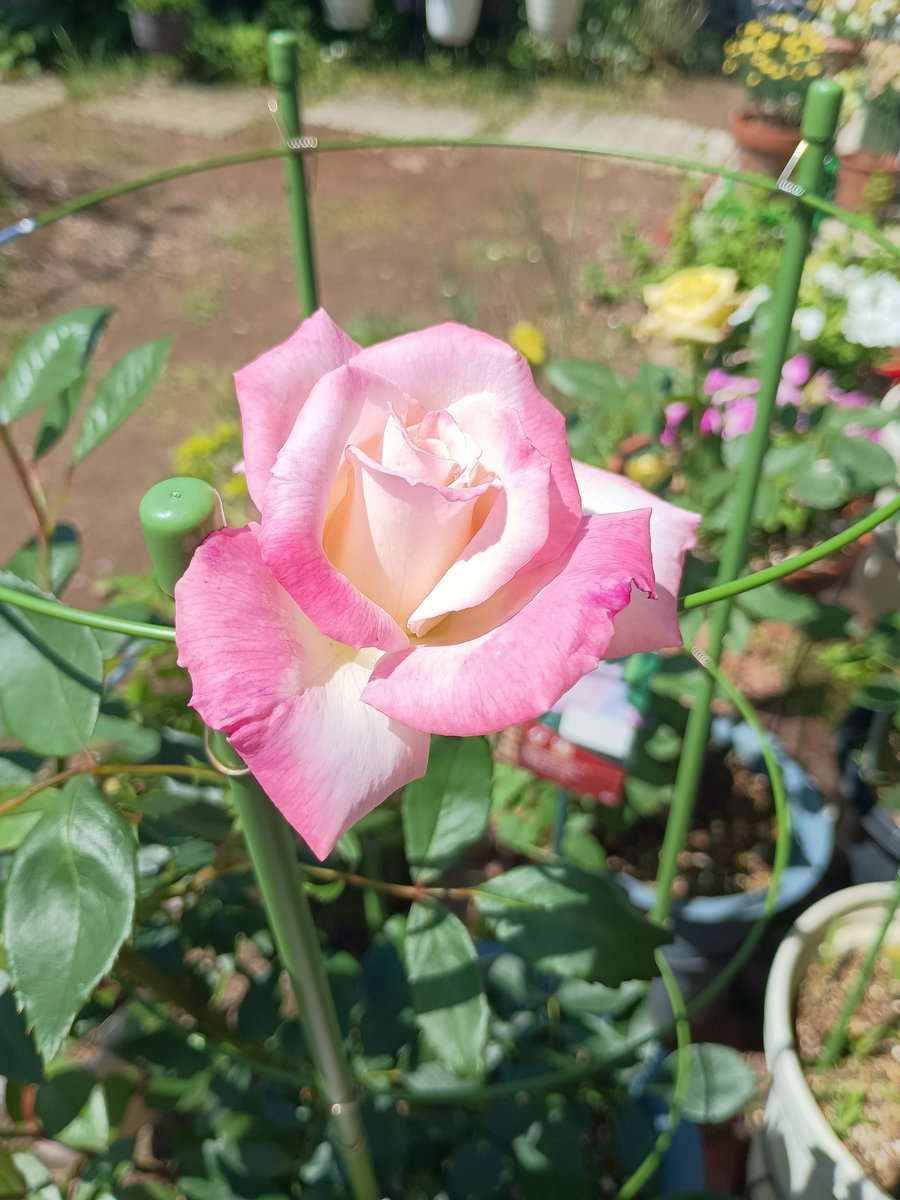 G_Natu's tweet photo. 🌱私の庭仕事（2026.6.18）🌱
今年はバラが素敵🥰
昨年の暑さで弱らせてしまい
3鉢枯れちゃって…
ダメもとでバッサリCUTしたら
見事に復活してくれました☺️
#ガーデニング　#庭　#花
#バラ https://t.co/QxlgJRY4to