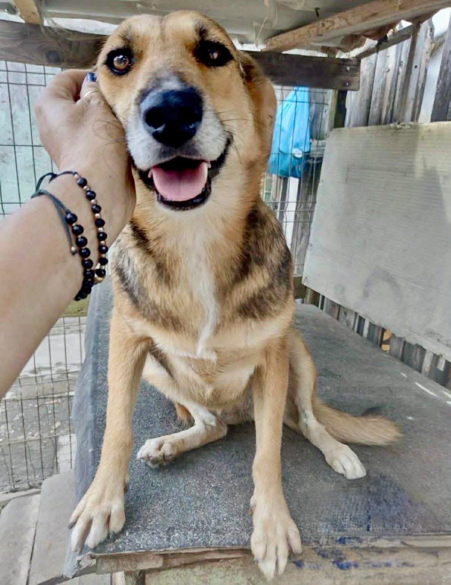Dogs4Rescue's tweet photo. Golden Paw Club members you have done it again. This is Tilly, she has been waiting for a five years and she is on her way to us now. 

You might think £5 a month can’t make much of a difference but for Tilly it has changed get whole life forever 💜 https://t.co/gLLOFzuzzL