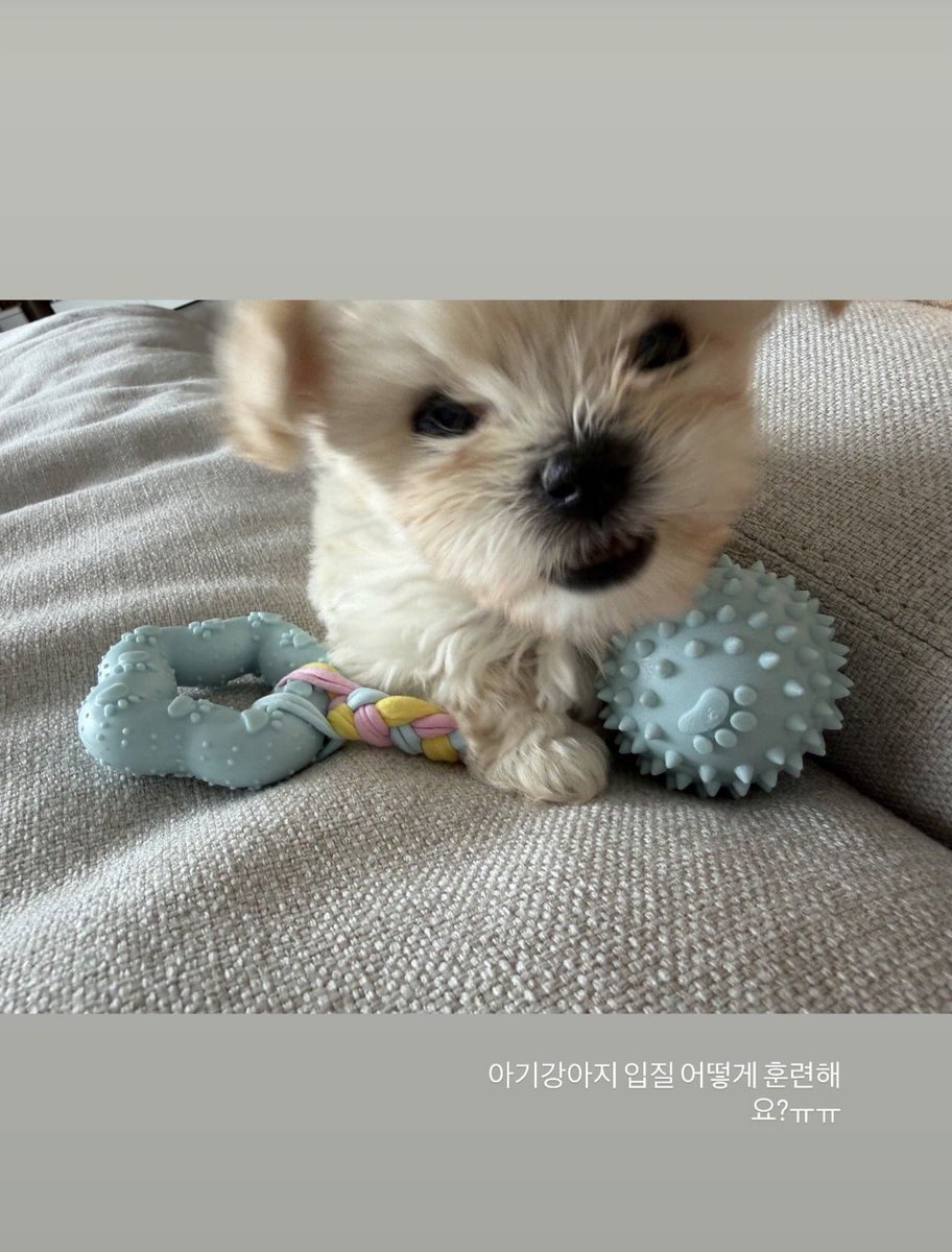 mjkmwntr's tweet photo. SO MINJEONG REALLY GOT HER PUPPY??!!

She’s asking how to train a puppy not to bite and if a puppy sleeps with its eyes open, should she close it for them 😭 https://t.co/EfCiQhNmdN