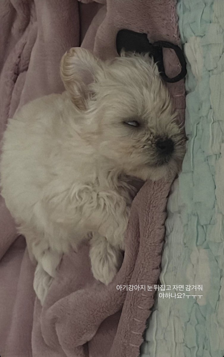 mjkmwntr's tweet photo. SO MINJEONG REALLY GOT HER PUPPY??!!

She’s asking how to train a puppy not to bite and if a puppy sleeps with its eyes open, should she close it for them 😭 https://t.co/EfCiQhNmdN