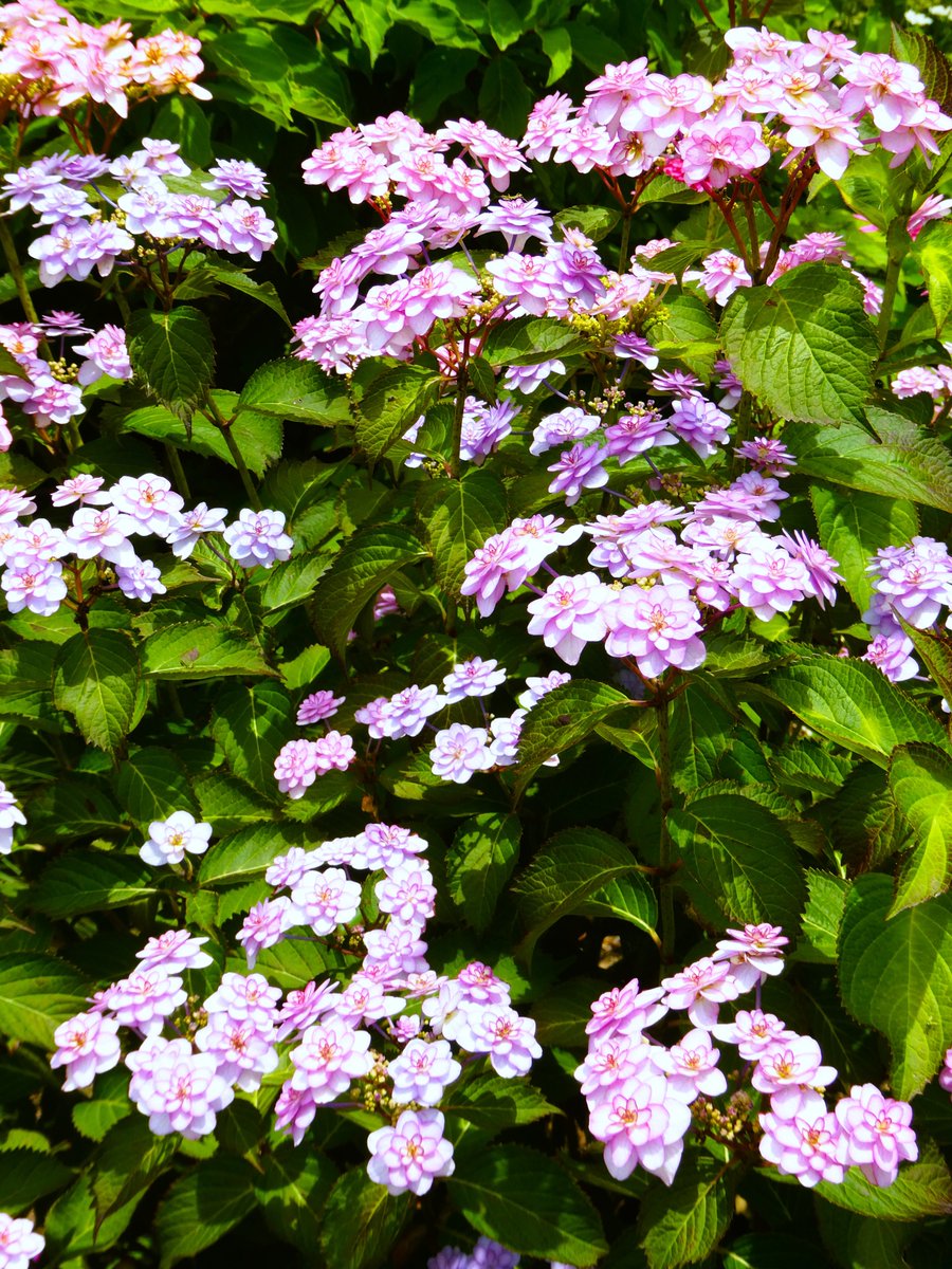FirstlawC's tweet photo. 小菊という名の紫陽花です
＃アジサイ #紫陽花͛ https://t.co/lhcVs4VZxe