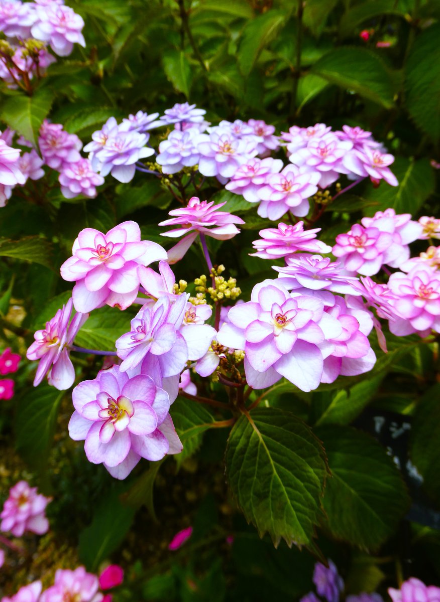 FirstlawC's tweet photo. 小菊という名の紫陽花です
＃アジサイ #紫陽花͛ https://t.co/lhcVs4VZxe