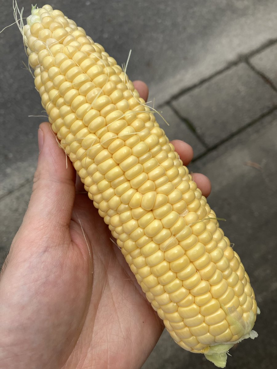 pijonto's tweet photo. トウモロコシが夜間の暴風雨と実の重みでまた倒壊してた。起こしても厳しそうだったので収穫〜いい感じ https://t.co/G1rOKQsQYM