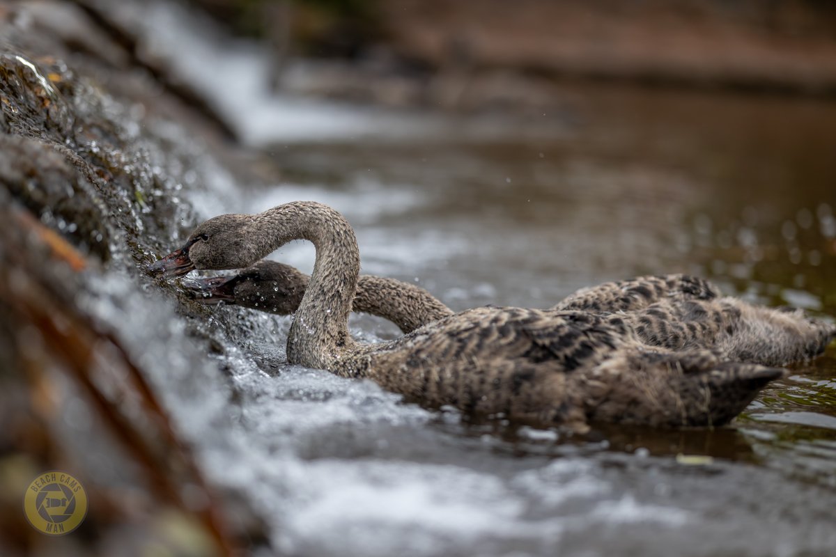 CoastCams247's tweet photo. Behind the little waterfalls in Dawlish, there’s a surprising amount of food for the swans, and the moss clinging to the back of the weir seems to be an absolute culinary treat.
📸 @BeachCamsMan
#BertAndKimba #DawlishWaterfowl #CygnetWatch #BlackSwans #BrookLife https://t.co/iy1lwTH60R