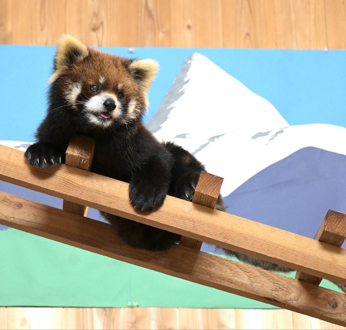 motchy_624's tweet photo. 登頂成功🏔️✨

2026.6

#鯖江市西山動物園
#レッサーパンダ
#ライト https://t.co/DIihOXnTKY