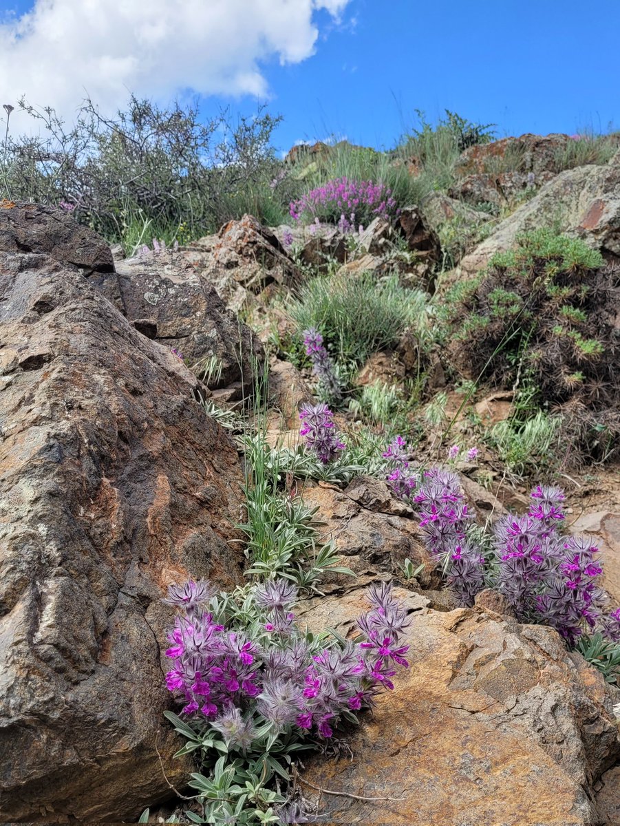 SajadAlipour98's tweet photo. Stachys lavandulifolia Vahl
(Lamiaceae)
Mazandaran, Iran
Elevation: 2,200m | June 2025
Locally known as  Chāy-e Chupān (Shepherd's Tea)this aromatic medicinal herb has vanished from many of its natural habitats across Iran due to unsustainable harvesting pressure
#medicinalplant https://t.co/JqTdVbDySl