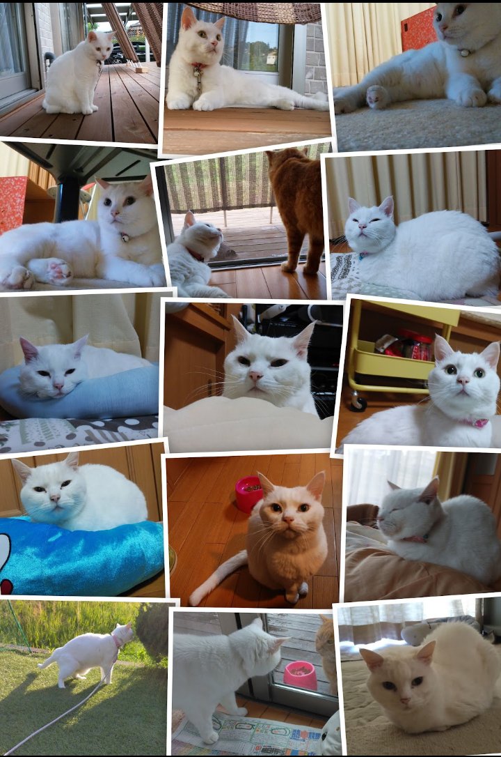 さんた tweet media