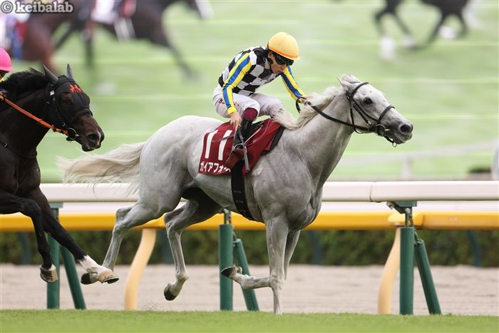 keibalab's tweet photo. 【心深く 秘めた想い】
土曜阪神6R・3歳未勝利ではキタサンブラック産駒ノチェブエナが吉村誠之助騎手を背にデビュー。全兄はガイアフォース。

馬名意味はスペイン語で"クリスマスイブ。母名より連想"
※母ナターレ→イタリア語でクリスマス
#ノチェブエナ #ガイアフォース
https://t.co/RLZ28poYQ2 https://t.co/f3UOshSODt