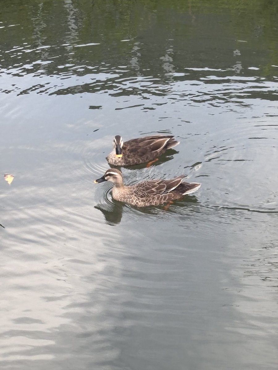 bombsoundboy's tweet photo. 今日ジャムジャムフェスじゃないの？のんびりしてて大丈夫そ？

21時20分から頑張ります https://t.co/q8Godk1uQ9