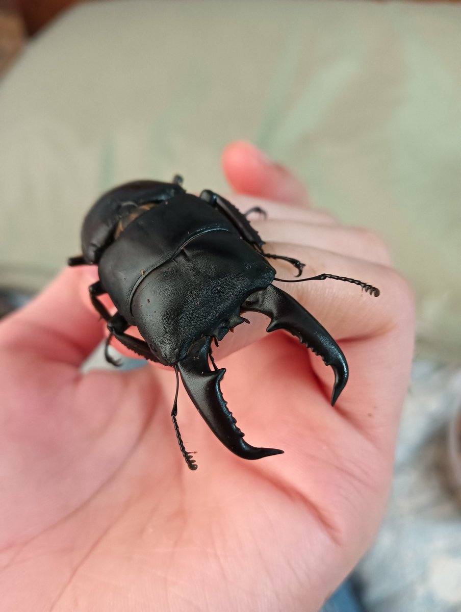 ThatBotGuy434's tweet photo. Say hi to Timmy. He a big boi. His species is Dorkus Titanis. He's basically a bigger version of the normal dorkus rectus. Heres a size comparison too btw. https://t.co/E7pR1hTv89