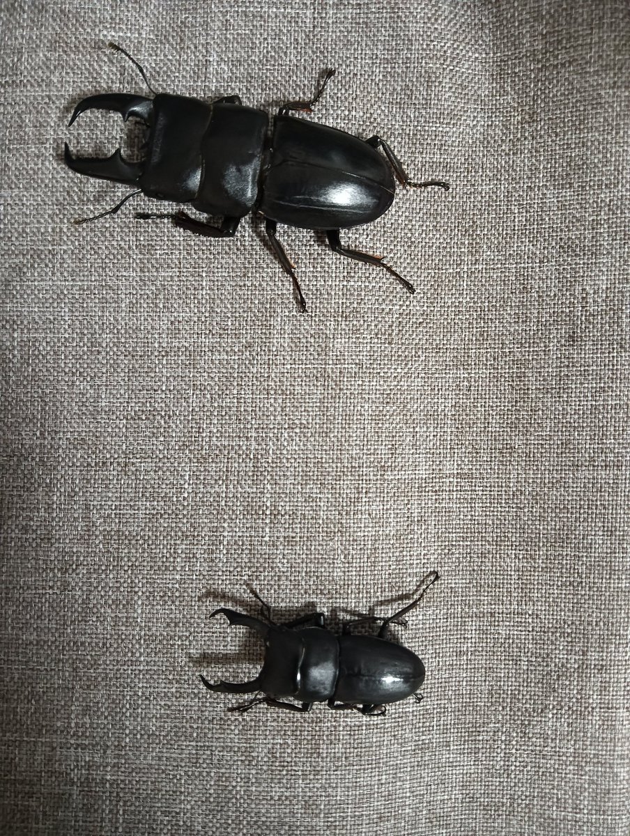 ThatBotGuy434's tweet photo. Say hi to Timmy. He a big boi. His species is Dorkus Titanis. He's basically a bigger version of the normal dorkus rectus. Heres a size comparison too btw. https://t.co/E7pR1hTv89