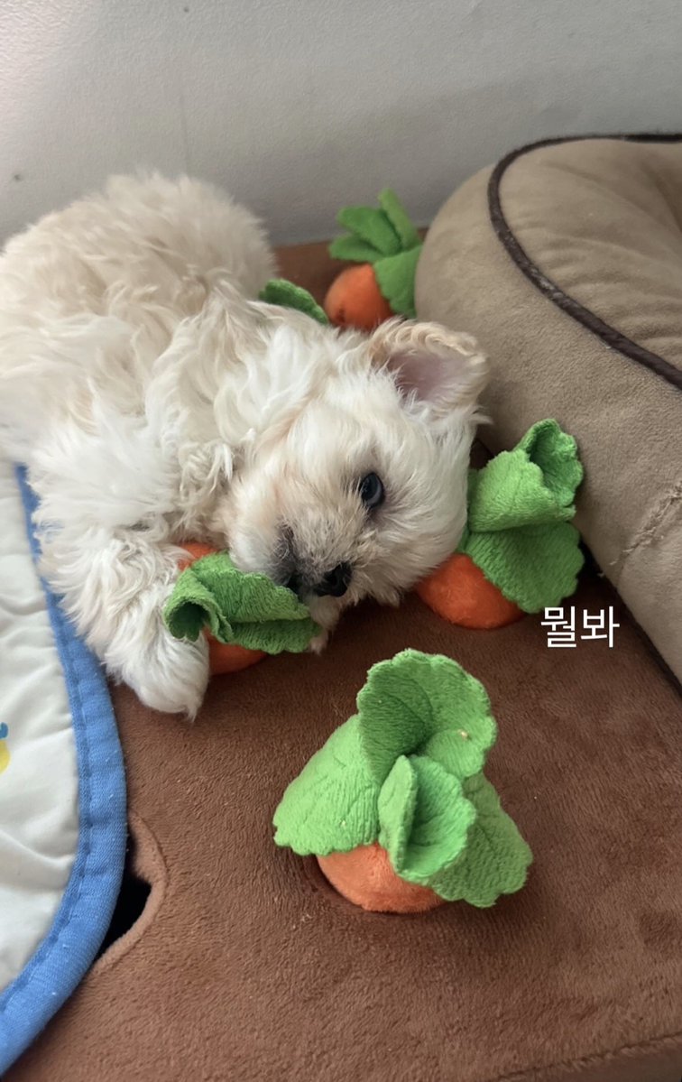 myujimin_'s tweet photo. โคตรเหมือนน้องหนาว 5555555555 https://t.co/7ZlPHu7PmF