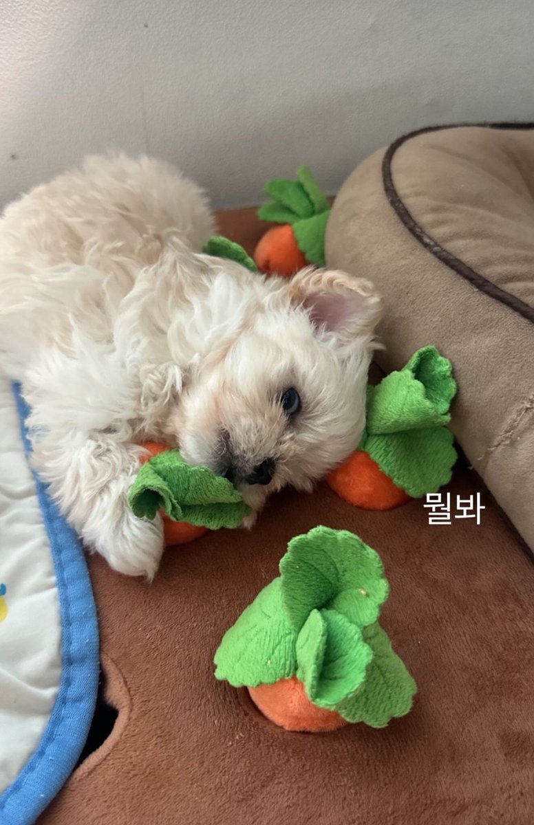drtwrkrina's tweet photo. WINTER ADOPTED A PUPPY https://t.co/BwpejLghIb
