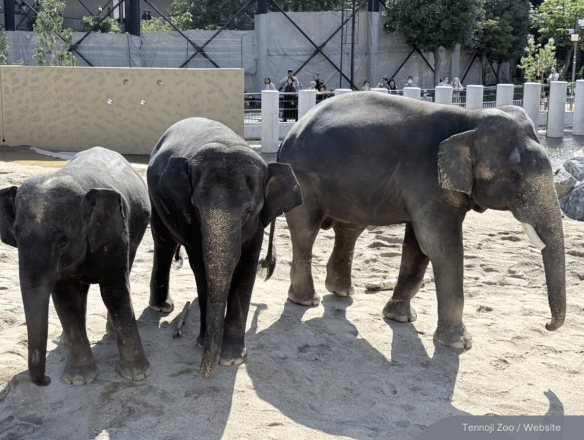NewsBFM's tweet photo. Pertubuhan Pelindung Khazanah Alam Malaysia claimed that RM53 million was paid by Japan to several individuals, rather than the government, for the transfer of 3 elephants to Tennoji Zoo in Osaka, according to a whistleblower.

NGO president Rajesh Nagarajan called on the MACC to investigate Perhilitan and former Natural Resources and Environmental Sustainability Minister Nik Nazmi.

🧵1