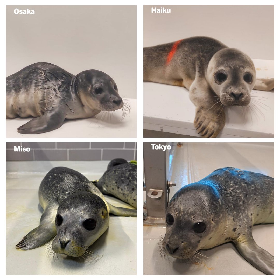 Zeehondencreche's tweet photo. Pup season has really begun 😢

Yesterday, six orphaned and weakened seal pups arrived at the WEC. Meet Fuji, Osaka, Wasabi, Tokyo, Miso and Haiku. 🦭

The cost of feeding pups comes to €8,884. It’s a significant amount.

❤️‍🩹 Want to help? Please donate: https://t.co/cqdK3eMFWm https://t.co/JZsH5FEE6M