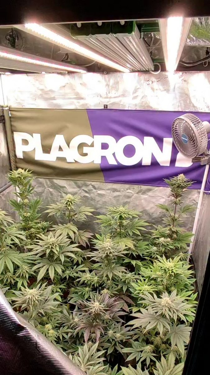 MarsHydroLight's tweet photo. It’s time for another grow diary update！

This setup shows what’s possible with the right environment！

With a Mars Hydro grow tent &amp; LED grow light, you can maintain a more stable space and support healthy growth through every stage！

We’d love to see your grow setups too 📸 https://t.co/qfJ3VMPZW6