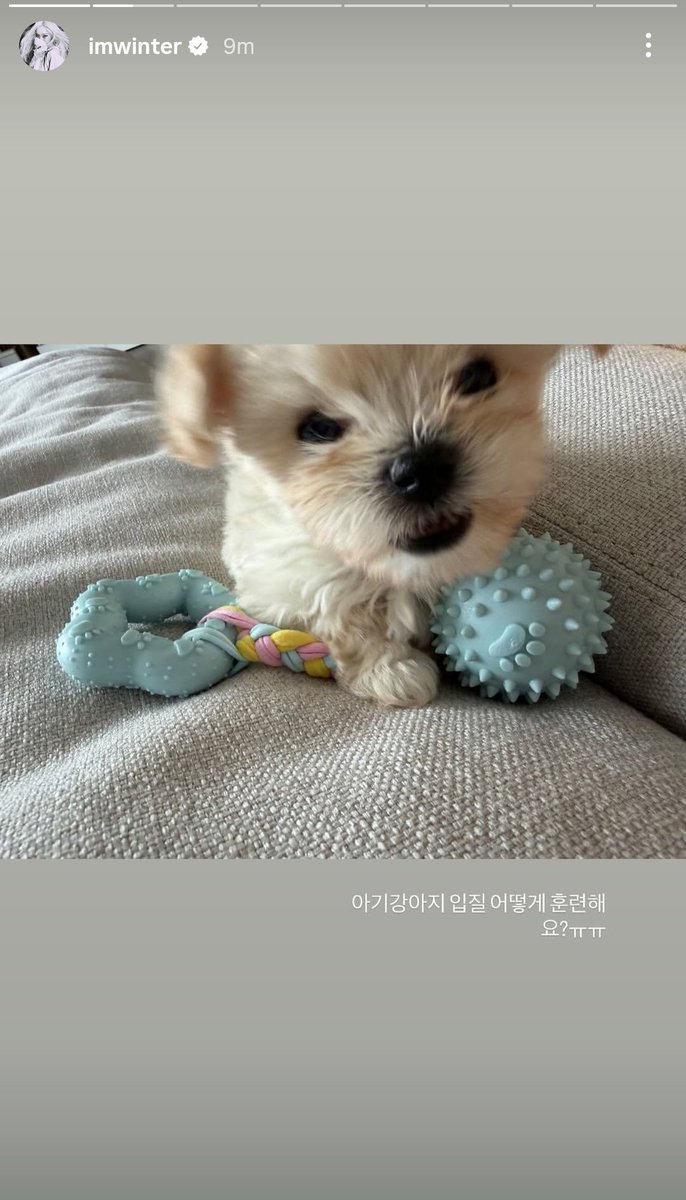 _bluustar's tweet photo. "How do you train a puppy out of biting/nipping?"

"If a baby puppy sleeps with its eyes rolled back, should I close them for it? ㅜㅜㅜ"

"Idol puppy's wink >_0" 

"sleeping" https://t.co/Zi6KqNAgU5