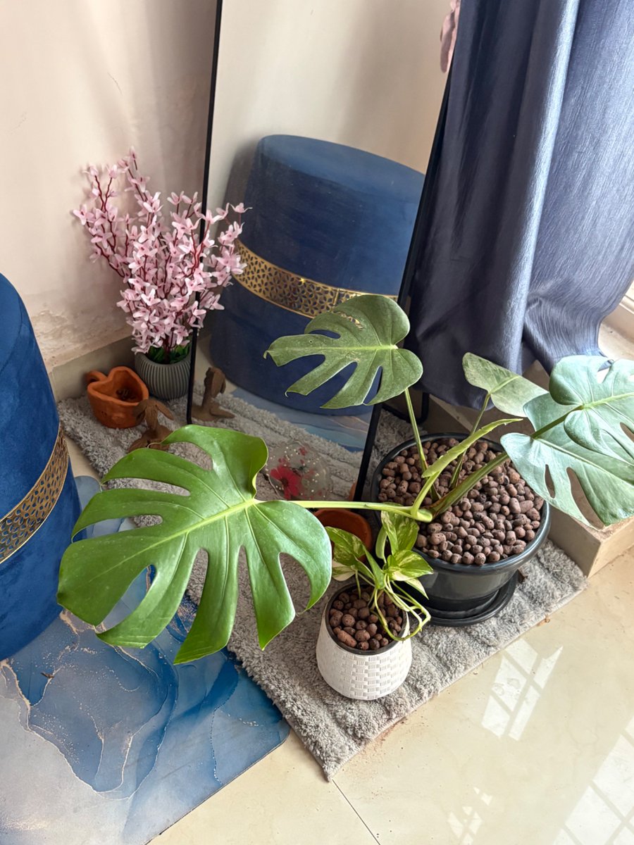 levinrockx's tweet photo. Hipster plant https://t.co/Gz1uiqFqKT