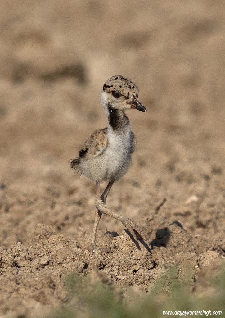 Draksphotos's tweet photo. Red-wattled lapwing, Bahrain. #RedWattledLapwing #bahrain #photography #wildlifephotography #LapwingChick https://t.co/JyPlylWYk3