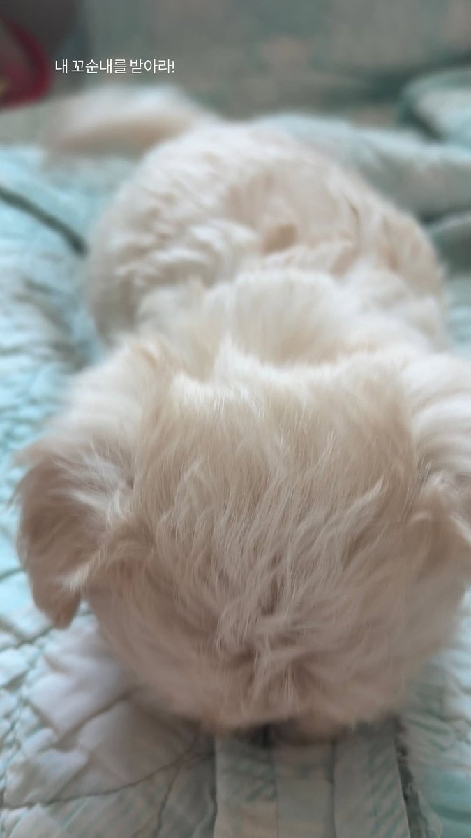 mjkmwntr's tweet photo. MINJEONG’S PUPPY 😭😭😭 https://t.co/JDN8ZE9Og8