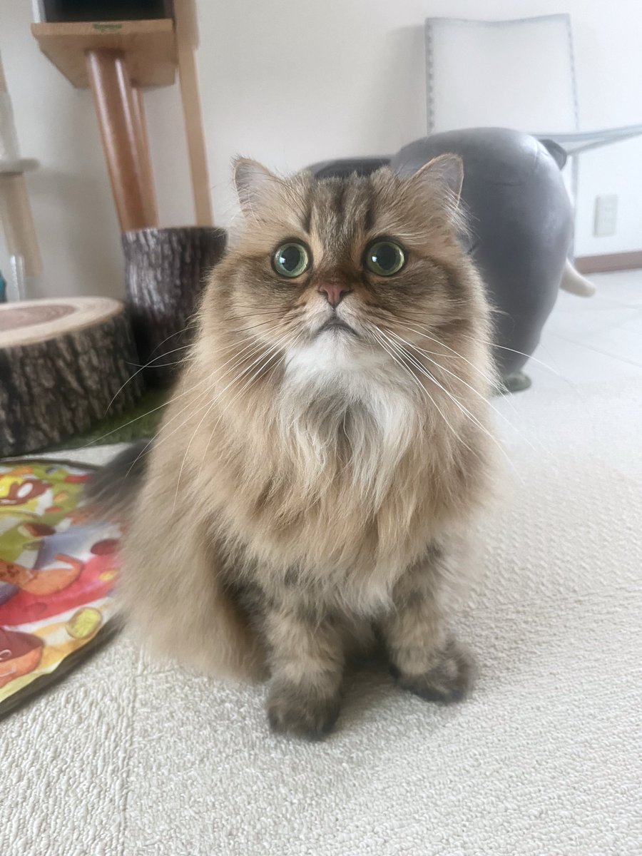 茶々ママページ 吾輩はねこである 名前は茶々です またの名を スーパーポジティブ